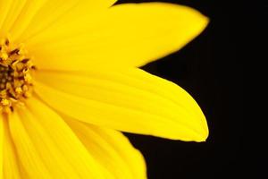 Demi topinambur fleur jaune topinambour sur fond noir, belle toile de fond photo