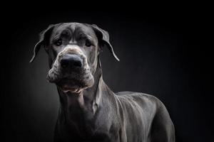 portrait d'un chien dogue allemand, sur un fond noir isolé. photo