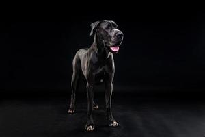 portrait d'un chien dogue allemand, sur un fond noir isolé. photo