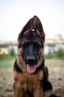 portrait d'un chiot berger allemand. photo