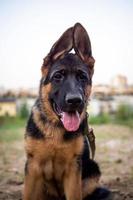 portrait d'un chiot berger allemand. photo