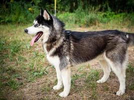 un husky sibérien noir et blanc marchant sur un champ d'été. photo