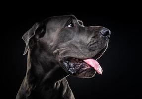 portrait d'un chien dogue allemand, sur un fond noir isolé. photo