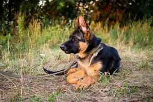 portrait d'un chiot berger allemand. photo