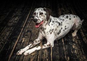 portrait d'un chien dalmatien, sur un plancher en bois et un fond noir. photo