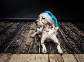 portrait d'un chien dalmatien dans un chapeau de père noël, mis en évidence sur un fond noir. photo