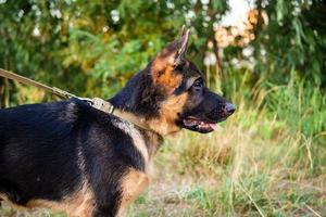 portrait d'un chiot berger allemand. photo