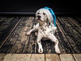 portrait d'un chien dalmatien dans un chapeau de père noël, mis en évidence sur un fond noir. photo