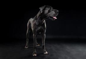 portrait d'un chien dogue allemand, sur un fond noir isolé. photo