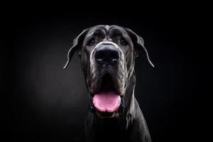 portrait d'un chien dogue allemand, sur un fond noir isolé. photo