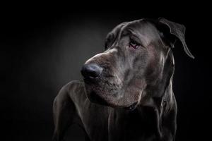 portrait d'un chien dogue allemand, sur un fond noir isolé. photo