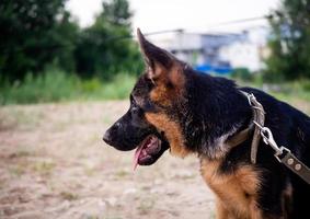 portrait d'un chiot berger allemand. photo