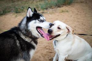 une promenade amicale d'un husky foncé et d'un labrador blanc. photo