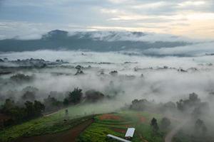 champ vert, arbre avec le ciel bleu, brouillard et nuage le matin photo