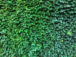 fond de mur de feuilles de lierre vert. plantes de texture nature. plante de décoration naturelle photo
