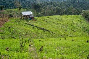 planter du riz sur une colline est une tradition de la tribu dayak, indonésie photo