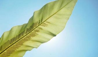 feuille dans les faisceaux d'un contre-jour contre un ciel bleu, détail des feuilles et texture. photo