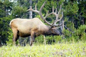 mâle wapiti à l'état sauvage avec un grand rack de bois. photo