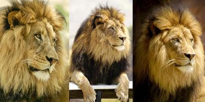 montage de trois portraits de lion du même lion regardant vers la gauche.