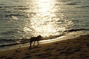 silhouette du chien marchant sur la plage de sable au coucher du soleil. photo