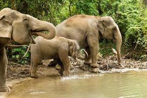groupe d'éléphants se baigne dans un étang entre une forêt. province de chiang mai, thaïlande. photo