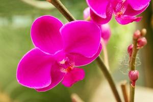 orchidée rose vif sur une branche en gros plan sur un marché aux fleurs. photo