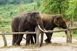 groupe d'éléphants adultes dans le sanctuaire de soin des éléphants, province de chiang mai, thaïlande. photo