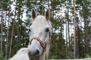une belle tête de cheval blanc, un charmant animal de compagnie. pour la conception de style de vie, les soins et la communication avec les animaux de compagnie photo