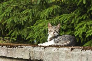 un chat gris fait la sieste sur le parapet en pierre de la ville sur fond de sapins verts et du mur de la maison photo