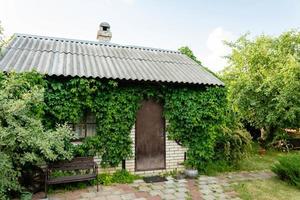 une petite maison de campagne. mur et fenêtre recouverts de raisins sauvages, feuillage vert, chalet, été photo