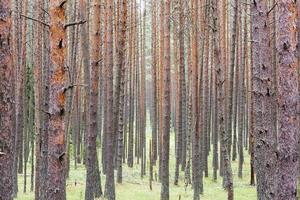 forêt de pins d'été, troncs de pins, paysage naturel, jour d'été photo