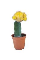 cactus jaune dans un pot en plastique marron isolé sur fond blanc inclus un tracé de détourage. photo