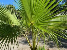 palmiers sur le terrain contre le ciel photo