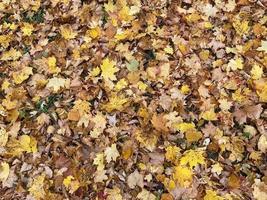 groupe de fond feuilles d'oranger d'automne. Extérieur photo