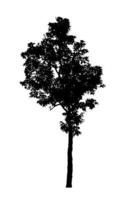 silhouette d'arbre pour pinceau sur fond blanc photo