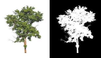 arbre unique avec chemin de détourage et canal alpha sur fond noir photo