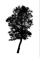 silhouette d'arbre pour pinceau sur fond blanc photo