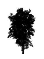 silhouette d'arbre pour pinceau sur fond blanc photo