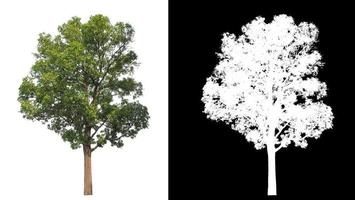 les arbres isolés sur fond blanc conviennent à la fois à l'impression et aux pages Web photo