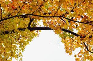 mise au point et feuilles d'érable colorées floues arbre avec fond blanc à l'automne du japon. photo