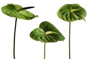 fleurs de flamant rose anthurium de couleur verte isolées sur fond blanc. photo