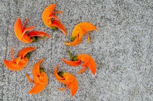 fleurs de couleur orange de teck bâtard, bengal kino, butea monosperma ou palash posées sur un sol en ciment. photo