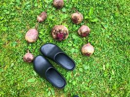 les betteraves sont allongées sur l'herbe. légumes pour la préparation d'aliments diététiques. il y a des couvre-chaussures en caoutchouc noir à côté des racines. vêtements de jardinier. récolte d'automne photo