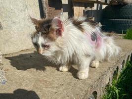 sans-abri affamé pauvre malade blanc mignon gentil bon chat avec des maladies et des cheveux chauves déchirés. concept aidant les animaux sans abri au refuge photo