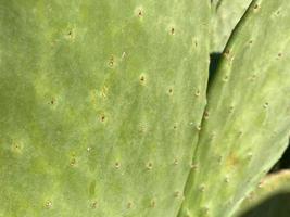 Un gros gros plan de gros cactus rond vert sur la vue de dessus d'arrière-plan flou, texture de cactus avec de longues épines acérées photo