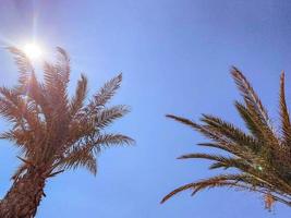 palmiers contre un ciel bleu vif. plantes vertes à grandes feuilles pour fournir de l'ombre dans un pays chaud. palmier tropical. palmiers sur fond de soleil. station balnéaire photo