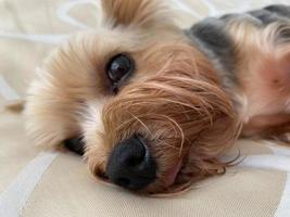 un petit beau chien gentil et moelleux, un animal domestique, un yorkshire terrier avec un visage joyeux avec de grands yeux noirs et une langue tendue est endormi sur le lit photo