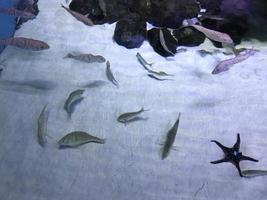 de beaux poissons multicolores nagent dans un aquarium ou sous l'eau dans l'océan sur un récif de corail. concept tourisme, vie marine, plongée photo