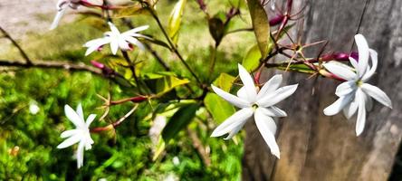 fleur blanche dans la forêt tropicale du parc photo