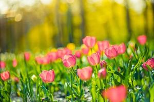 vue rapprochée sur la nature d'étonnantes tulipes roses rouges qui fleurissent dans le jardin. fleurs de printemps sous la lumière du soleil. paysage naturel de plantes à fleurs ensoleillées et feuillage romantique flou. bannière nature panoramique sereine